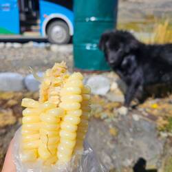 Choclo, wie gelber Mais, nur nicht ganz so süß