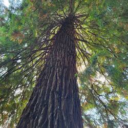 Die Sequoia-Bäume von ca. 60m haben uns besonders beeindruckt