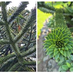 Auch das kleinere Nadelgehölz weiß zu überzeugen