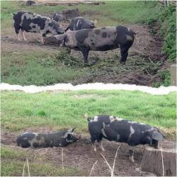 Glückliche Schweine