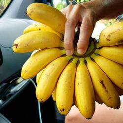 My favorite bananas, bought from one of the many fruit and vegetable stands along the road.