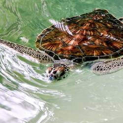 A visit at Mexican National Turtle Center, Mazunte.
