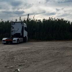 That is some pretty tall corn!