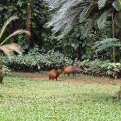 Capybara (Wasserschwein) im Garten