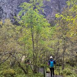 So many trees in the canyon!