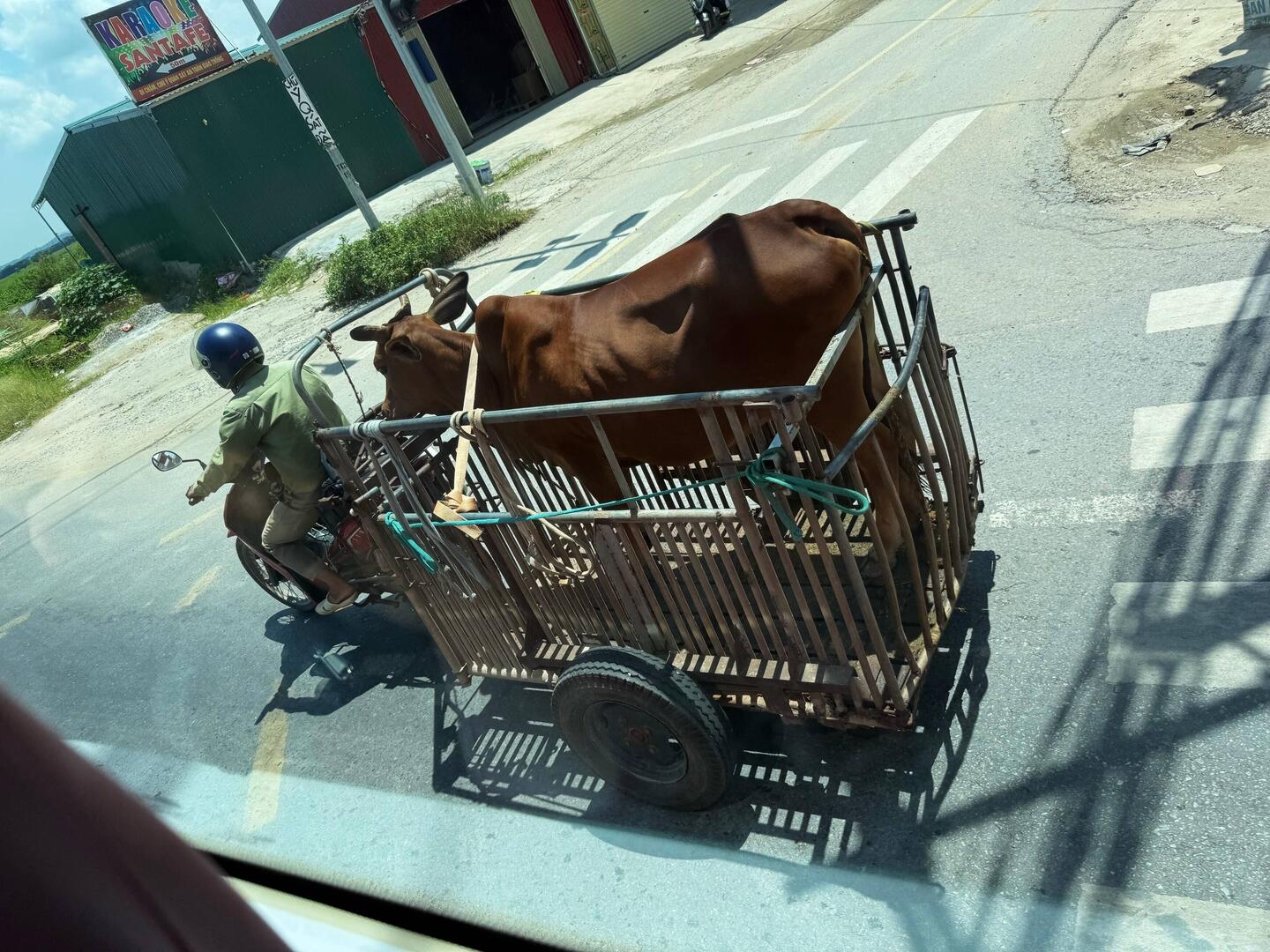Water Buffalo