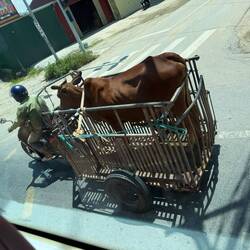 Water Buffalo