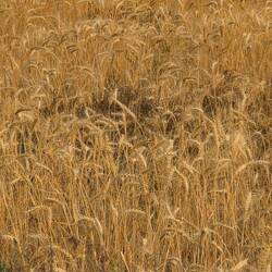 Wheat fields