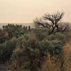 Eastern Washington sagebrush