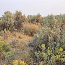 Sagebrush