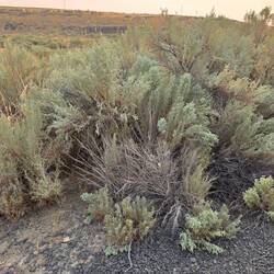 Sagebrush