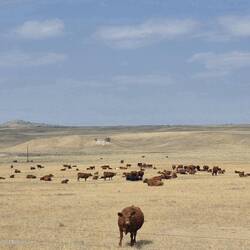 Im "Beef-Country" laufen die Rinder auf riesigen Flächen