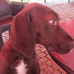 Osurgeti ist die Hundehauptstadt😃