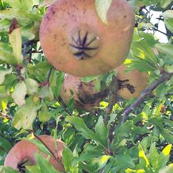Granatapfel vor der Tür 😋