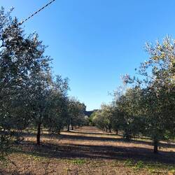Bodos Olivenhaine vor der Tür
