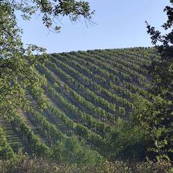 Weinberge auf der anderen Straßenseite