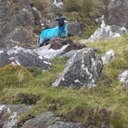 Pour faire du fromage bleu 🤣