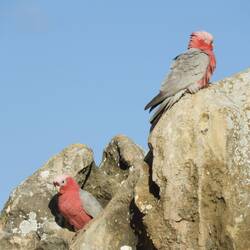 A couple of galahs found a nice nest
