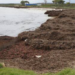 Seaweed near jetty at Cervantes - really thick