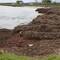 Seaweed near jetty at Cervantes - really thick