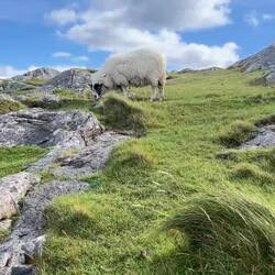 Schafe, Schafe, Schafe am