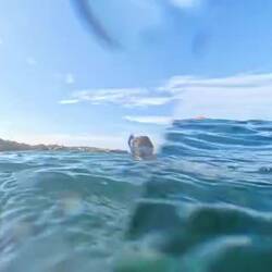 Kommen gleich Mermaid-Gefühle auf