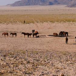 Pferde am Wasserloch