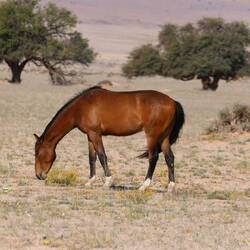 Das erste Pferd grast am Rand der Piste