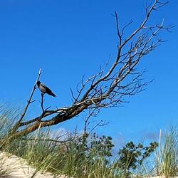 Bäume wie dieser werden hier "Windflüchter" genannt