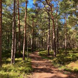 haben den Radweg verpasst und sind auf dem Wanderweg Richtung Darsser Ort gelandet🫣