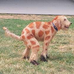 Doodleleopard?