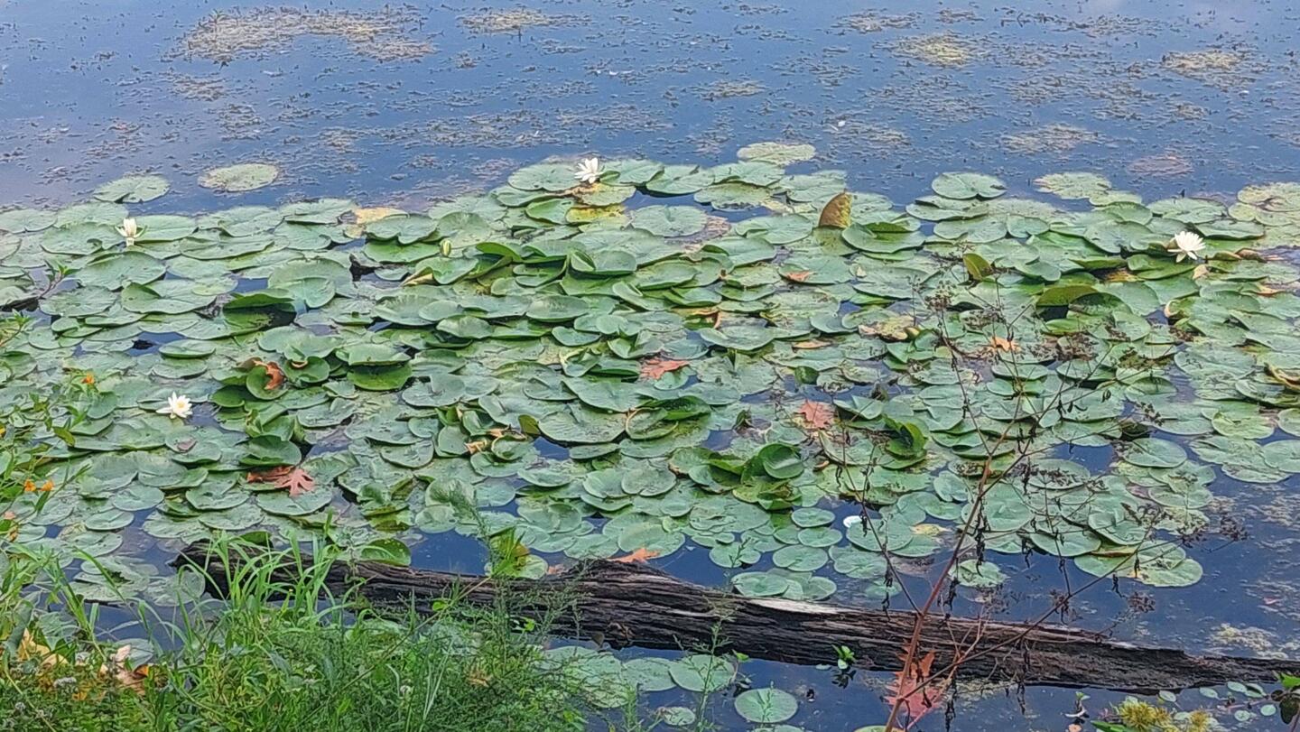 Lake Fairfax