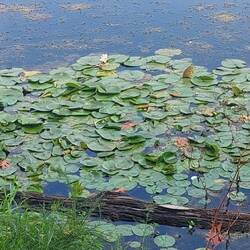 Lake Fairfax