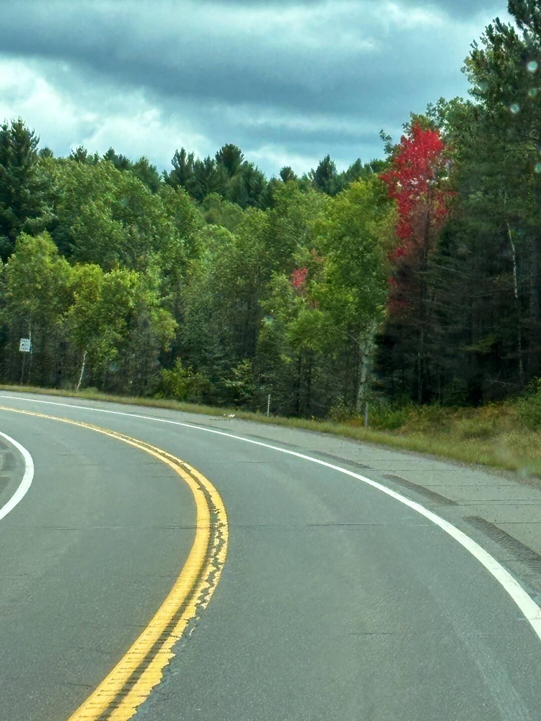 Lots of mixed forests