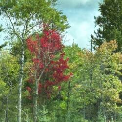 Here & there fall color.