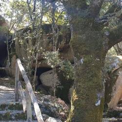 Dicke Eiche an der Kapelle