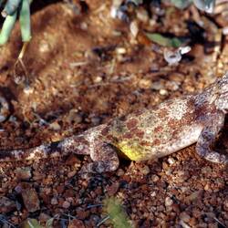 Agama anchietea im Desert Horse Inn