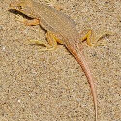 Die letzten Bewohner (Meroles cuneirostris)