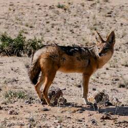 Schakal auf der Rückfahrt