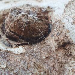 Spinnengebilde am Baum