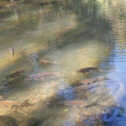 Fette Fische warten auf Touristenfutter