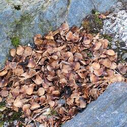 Wir befinden uns wohl im Esszimmer eines Eichhörnchens