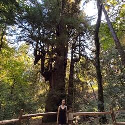1509-2000 year old redwood tree