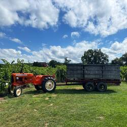 Johnson Estate Vineyard