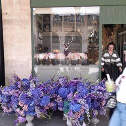 Beautiful hydrangeas and gladys