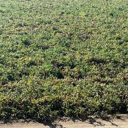 Tomatoes as far as I could see, in all direction.