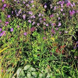 Die letzten Farben des Sommers genießen