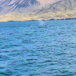 Our first whale sighting! You can see the tail as it dives