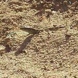 Bruder hält uns die Ameisen vom Leib