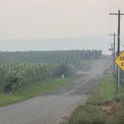 Apple tree farms along the roadside